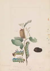 Papillon-gomme empereur, Opodiphthera eucalypti